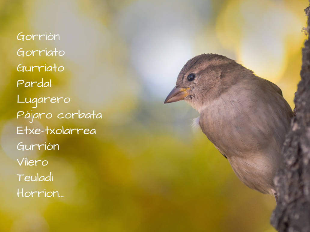 nombres del gorrión común